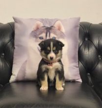 Adorable Pomsky puppies