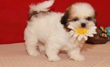 Available male and female Shih Tzu puppies