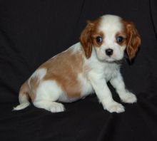 Active Cavalier King Charles Spaniel Puppies