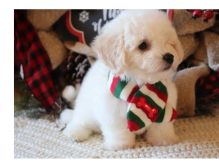 Adorable male and female Bichon frise puppies