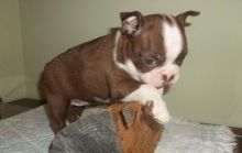 Beautiful male and female Boston Terrier pups