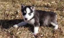 Charming Siberian husky puppies available.