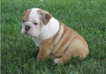 Cute male and female English bulldog Puppies available.