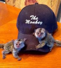 Exceptional Marmoset and Capuchin monkeys Available