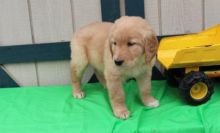 Healthy M/F Golden Retriever puppies