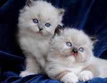 Gorgeous Ragdoll kittens Ready now