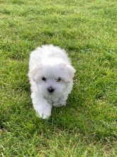 Maltese Puppy