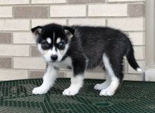 Socialize sibirian Husky puppies