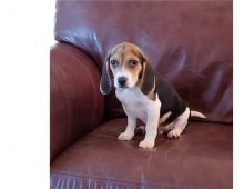 Sweet & playful Beagle puppies.