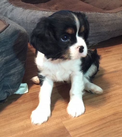 Active Cavalier King Charles Spaniel Puppies Image eClassifieds4u