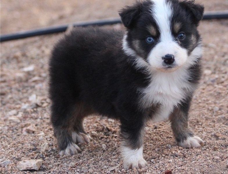 Adorable male and female Australia shephert puppies Image eClassifieds4u