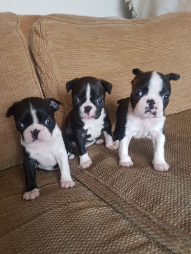 Beautiful male and female Boston Terrier pups Image eClassifieds4u