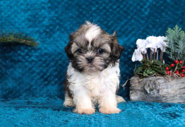 Beautiful Shih tzu puppies Image eClassifieds4u