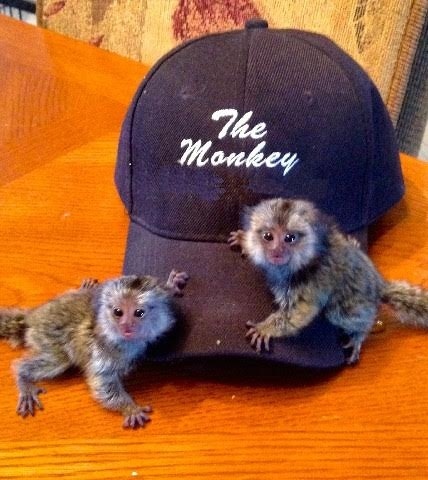 Exceptional Marmoset and Capuchin monkeys Available Image eClassifieds4u