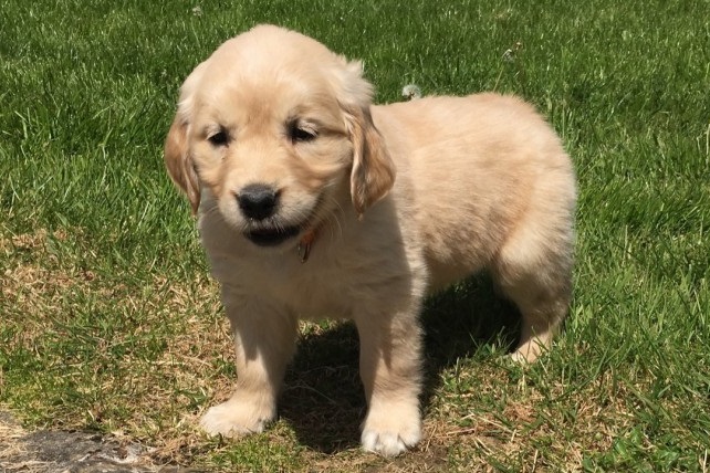 Healthy M/F Golden Retriever puppies Image eClassifieds4u