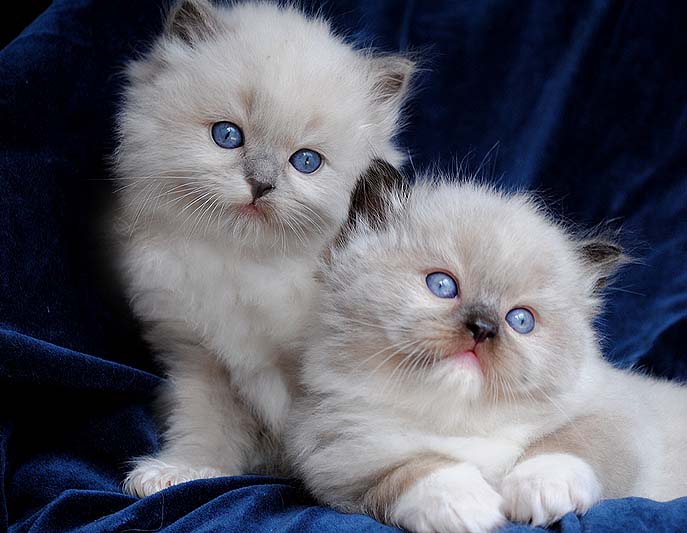 Gorgeous Ragdoll kittens Ready now Image eClassifieds4u