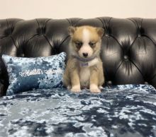 Adorable Pomsky puppies Image eClassifieds4u 2