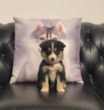 Adorable Pomsky puppies Image eClassifieds4u 1