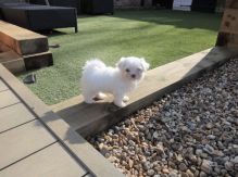 Cute and Lovely Maltese puppies Image eClassifieds4u 1