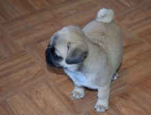 Adorable Pug puppies ready Image eClassifieds4u 2