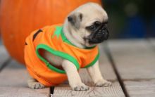 Adorable Pug puppies ready Image eClassifieds4u 1