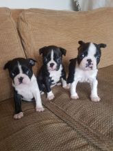 Beautiful male and female Boston Terrier pups Image eClassifieds4u 2