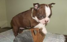 Beautiful male and female Boston Terrier pups Image eClassifieds4u 1