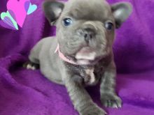 Quality Blue M/F French Bulldog puppies Image eClassifieds4u 1