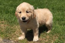 Healthy M/F Golden Retriever puppies Image eClassifieds4u 2
