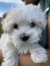 Maltese Puppy Image eClassifieds4u 2