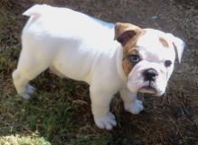 Top Quality English Bulldog puppies to go Image eClassifieds4u 2