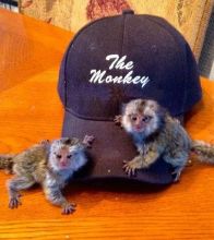 Well Trained Capuchin Marmoset and Capuchin monkeys Image eClassifieds4u 1