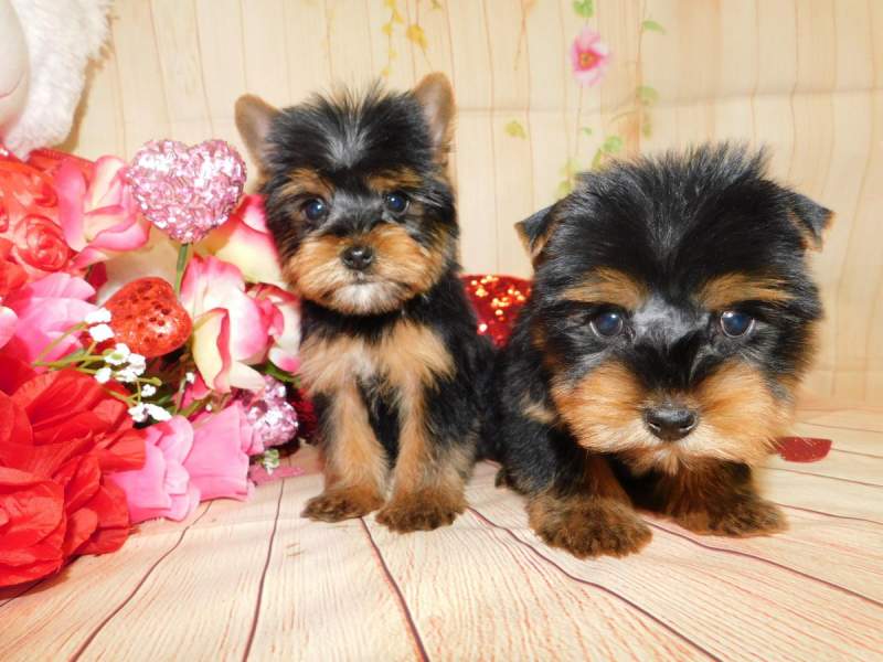 male and female Yorkshire terrier puppies Image eClassifieds4u