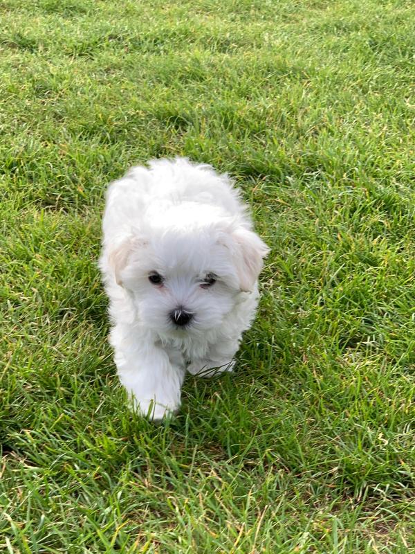 Maltese Puppy Image eClassifieds4u