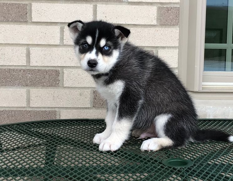 Socialize sibirian Husky puppies Image eClassifieds4u