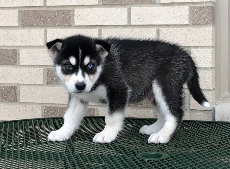 Socialize sibirian Husky puppies Image eClassifieds4u