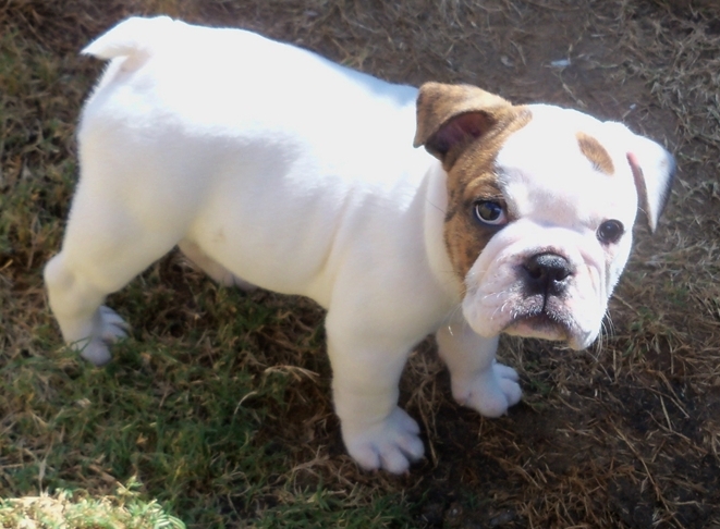 Top Quality English Bulldog puppies to go Image eClassifieds4u