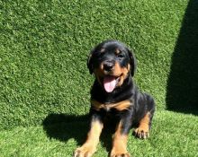 Beautiful male and female Rottweiler puppies.