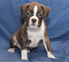 Adorable Boxer Puppies