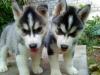 Adorable Siberian Husky Puppies