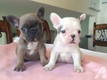 Attractive male and female French Bulldog puppies