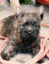 Cairn Terrier puppies -Male & Female