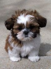 Cute and Adorable Shih Tzu Puppies for Adoption.