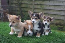 Excellent Pembroke Welsh Corgi pups 2 girls and 2 boys Available