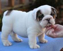 Gorgeous English Bulldog Puppies