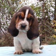 Healthy Basset Hound Pups available