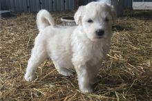 Komondor Puppies for new families