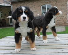 Male and female Bernese Mountain dog puppies