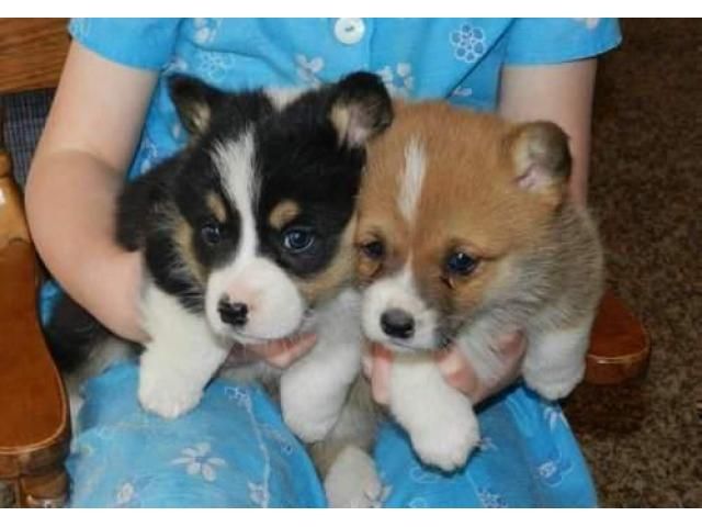 Excellent Pembroke Welsh Corgi pups 2 girls and 2 boys Available Image eClassifieds4u