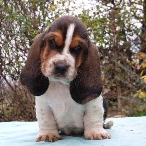 Healthy Basset Hound Pups available Image eClassifieds4u